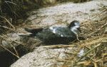 Bonin islands petrel